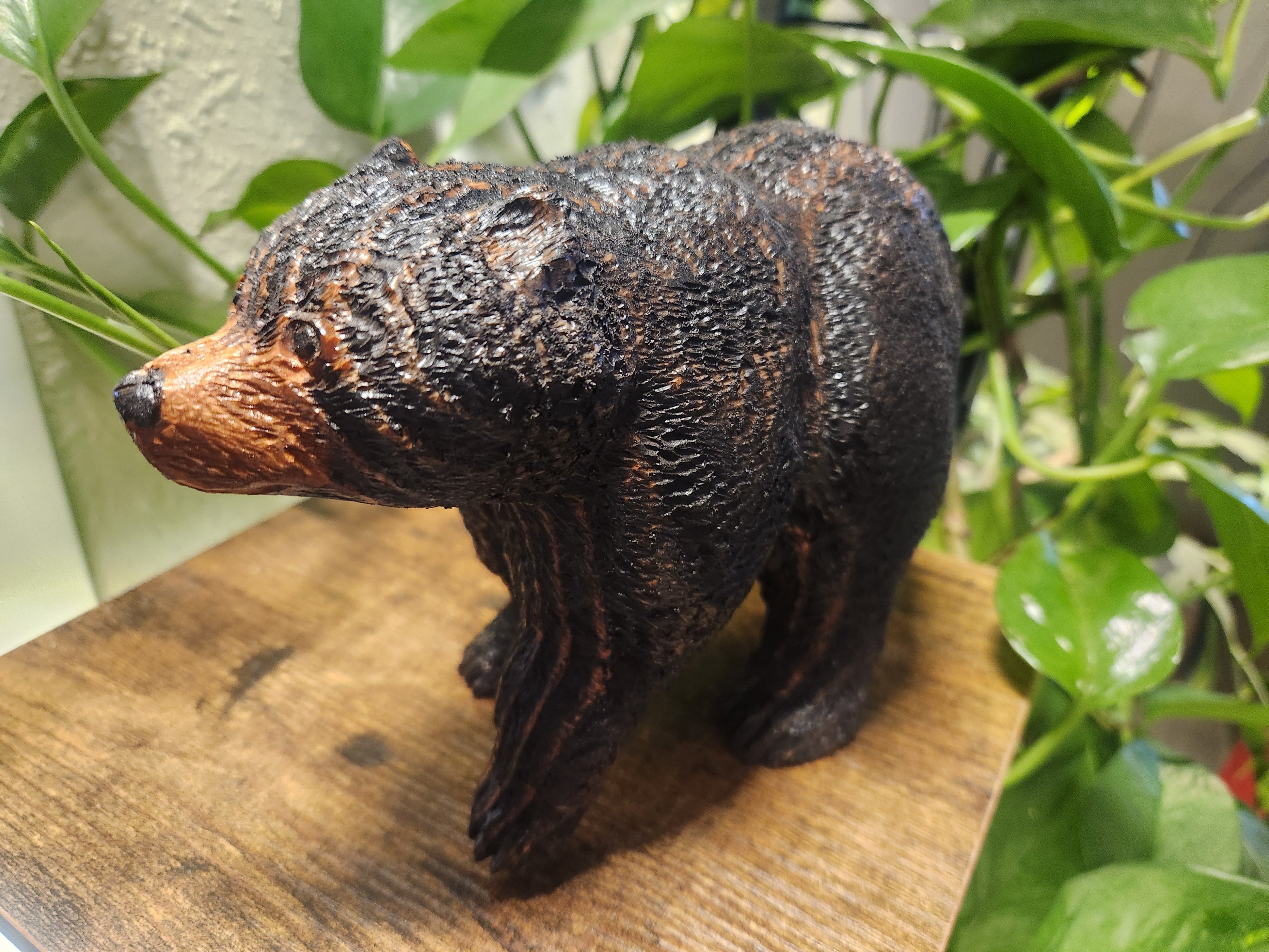 Black Bear