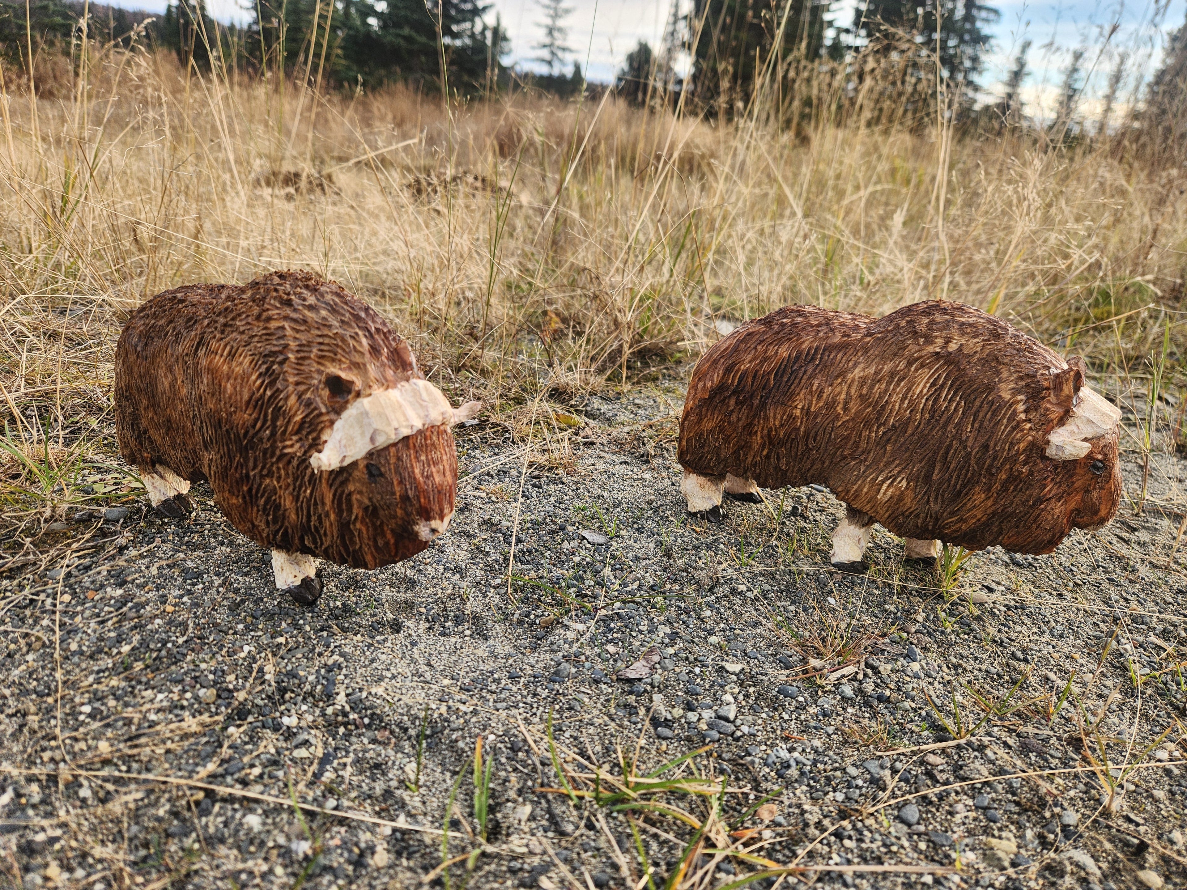 Musk Ox